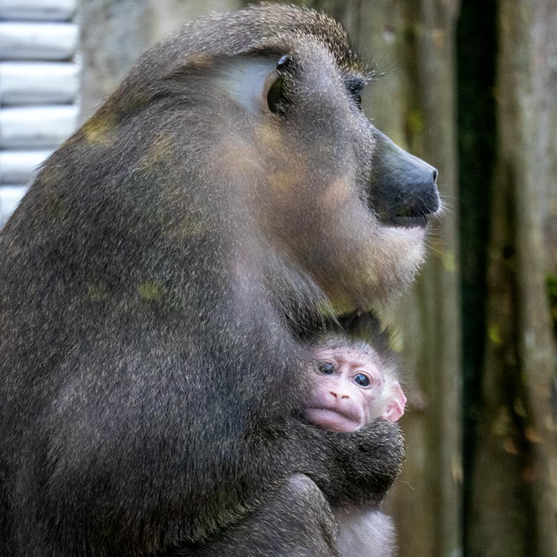 Weiblicher Drill TRACEUSE mit dem männlichen Drill-Jungtier KITO am 26. August 2024 auf der Drill-Außenanlage am Affen-Haus im Grünen Zoo Wuppertal