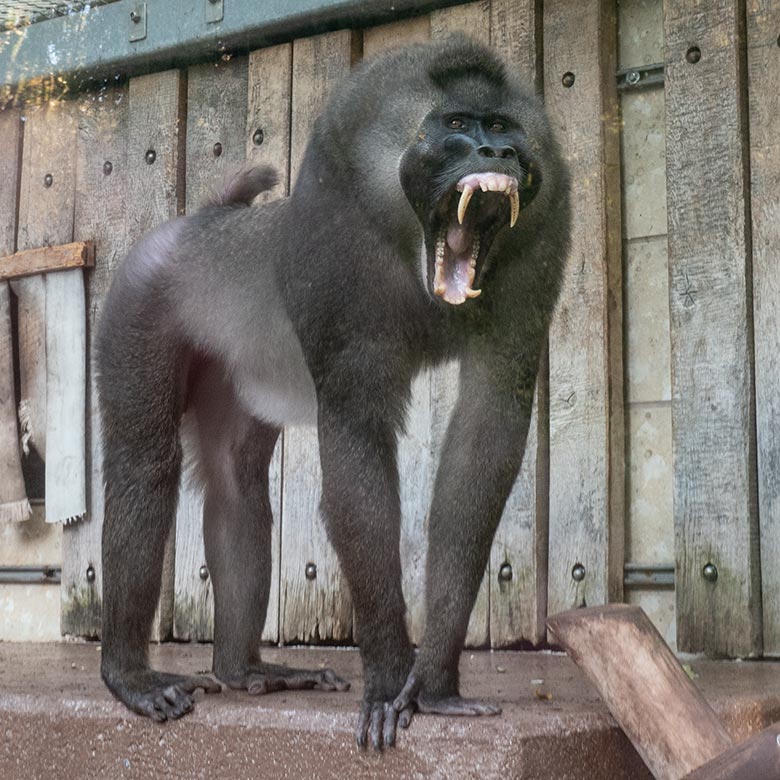 Gähnender männlicher Drill RAUL am 25. Oktober 2024 auf der Drill-Außenanlage am Affen-Haus im Zoo Wuppertal