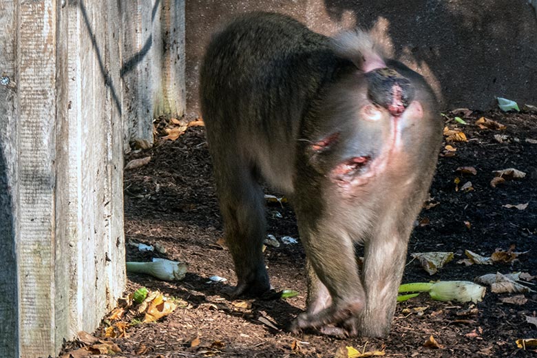 Weiblicher Drill UYO am 25. Oktober 2024 auf der Drill-Außenanlage am Affen-Haus im Grünen Zoo Wuppertal