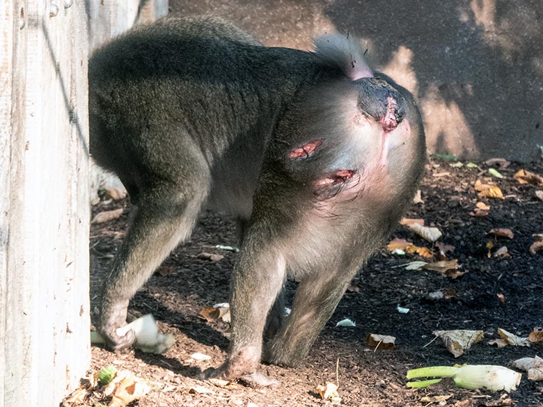 Weiblicher Drill UYO am 25. Oktober 2024 auf der Drill-Außenanlage am Affen-Haus im Zoologischen Garten Wuppertal