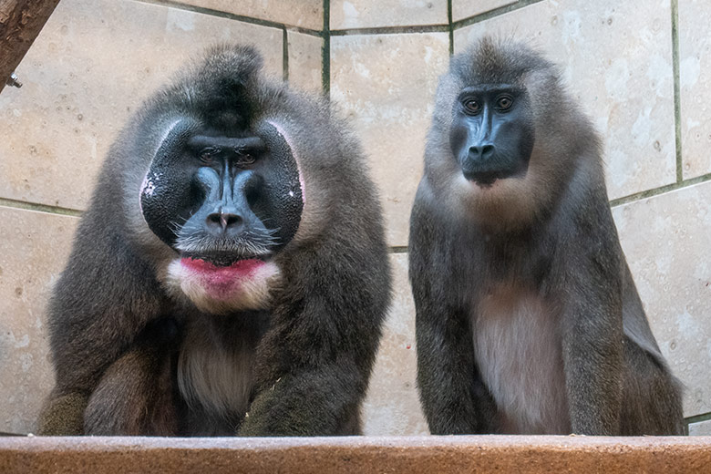 Männlicher Drill KANO und weiblicher Drill UYO am 25. Oktober 2024 im Innengehege am Affen-Haus im Wuppertaler Zoo