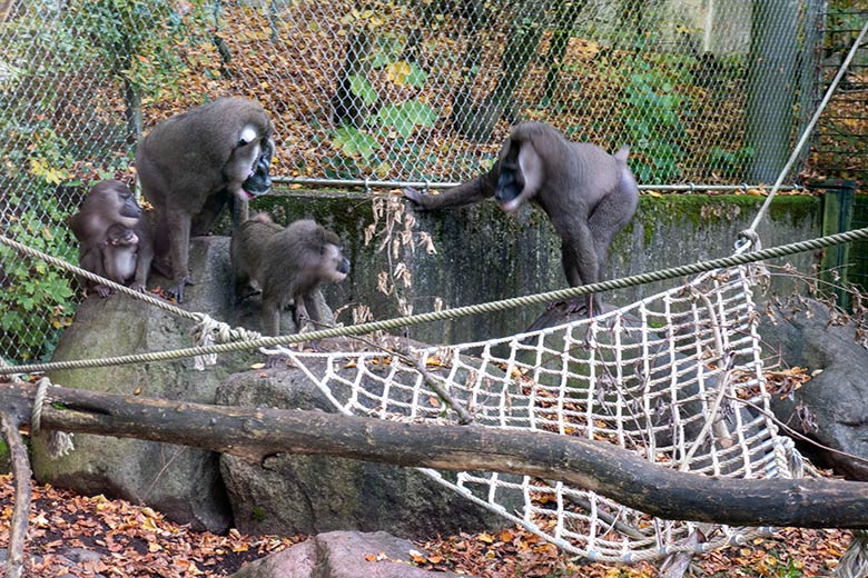 Drill TRACEUSE mit Jungtier KITO, KANO und UYO schauen zum aggressiven Drill RAUL am 25. Oktober 2024 auf der Drill-Außenanlage am Affen-Haus im Zoologischen Garten Wuppertal