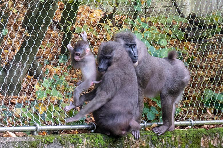 Drill-Jungtier KITO mit Drill-Mutter TRACEUSE und dem weiblichen Drill UYO am 25. Oktober 2024 auf der Drill-Außenanlage am Affen-Haus im Zoo Wuppertal