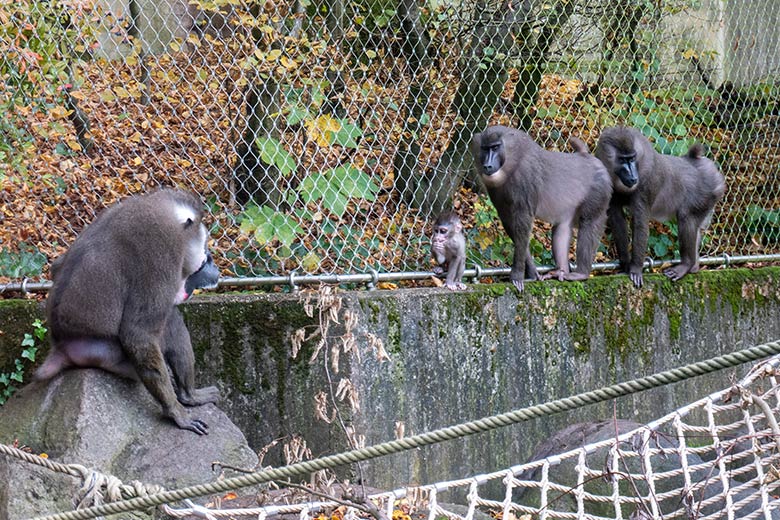 Männlicher Drill KANO und Drill-Jungtier KITO mit Drill-Mutter TRACEUSE und dem weiblichen Drill UYO am 25. Oktober 2024 auf der Drill-Außenanlage am Affen-Haus im Wuppertaler Zoo