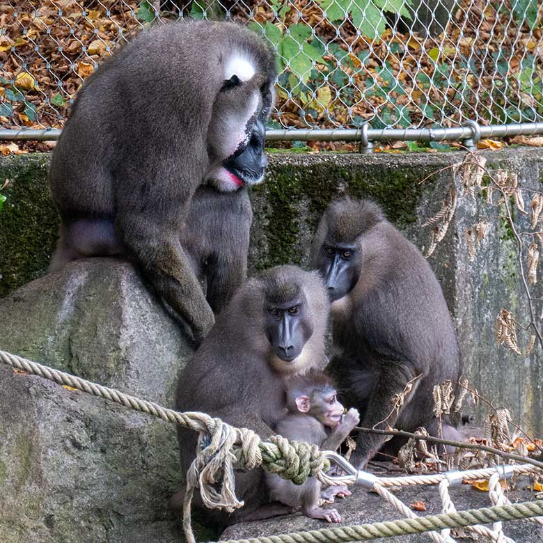 Männlicher Drill KANO und Drill-Jungtier KITO mit Drill-Mutter TRACEUSE und dem weiblichen Drill UYO am 25. Oktober 2024 auf der Drill-Außenanlage am Affen-Haus im Zoologischen Garten der Stadt Wuppertal