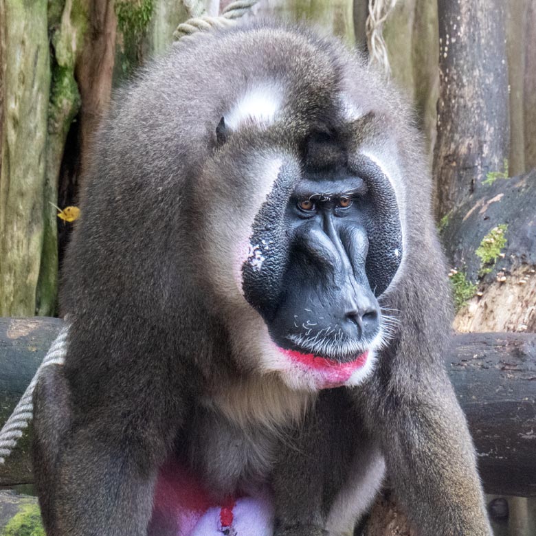 Männlicher Drill KANO am 25. Oktober 2024 auf der Drill-Außenanlage am Affen-Haus im Zoo Wuppertal