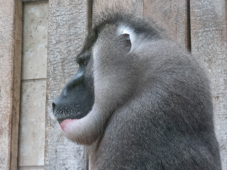 Männlicher Drill RAUL am 28. Januar 2025 auf der Außenanlage am Affen-Haus im Grünen Zoo Wuppertal