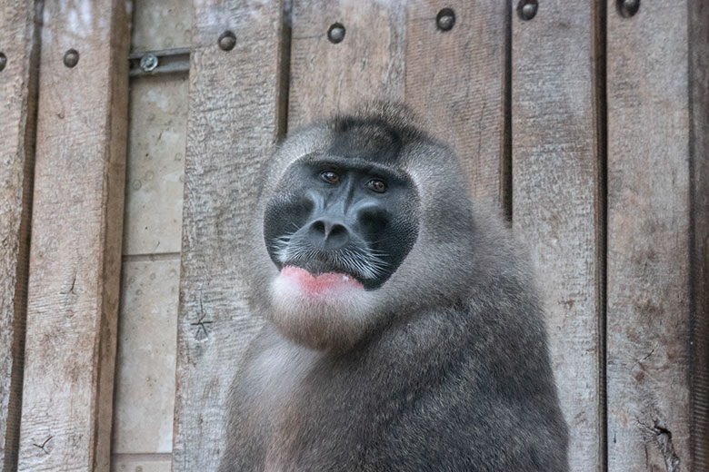 Männlicher Drill RAUL am 28. Januar 2025 auf der Außenanlage am Affen-Haus im Zoologischen Garten Wuppertal