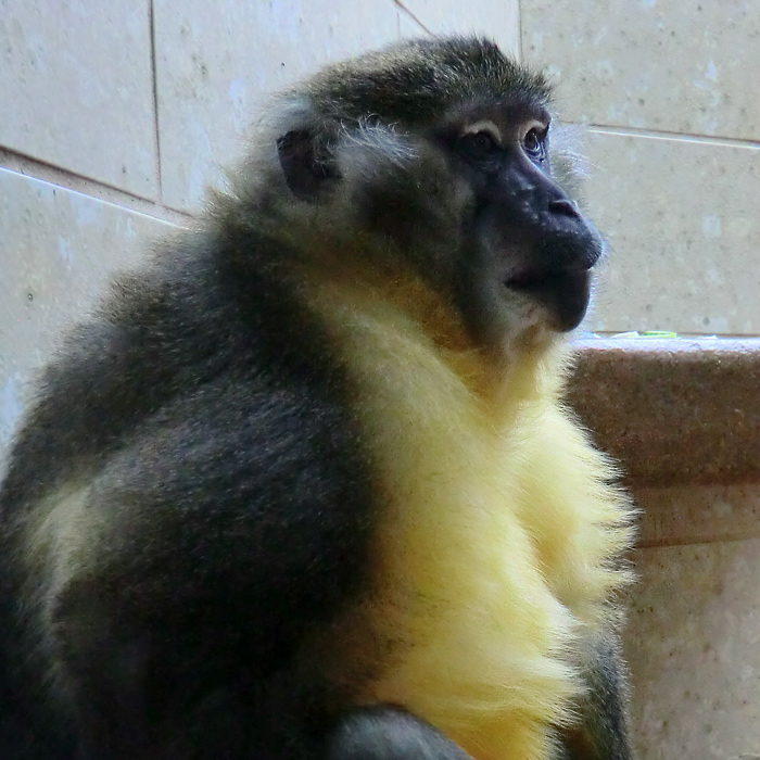 Goldbauchmangabe im Wuppertaler Zoo im Juli 2012