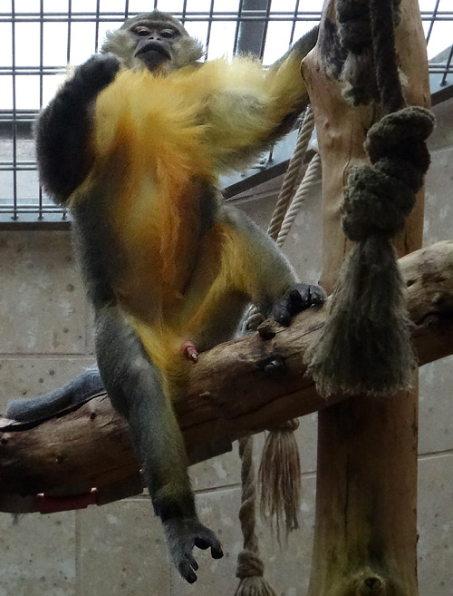 Goldbauchmangabe am 8. Februar 2016 im Zoo Wuppertal