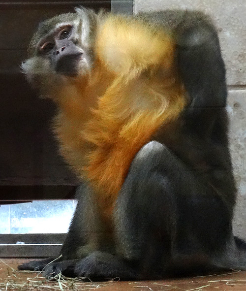Goldbauchmangabe am 8. Februar 2016 im Grünen Zoo Wuppertal