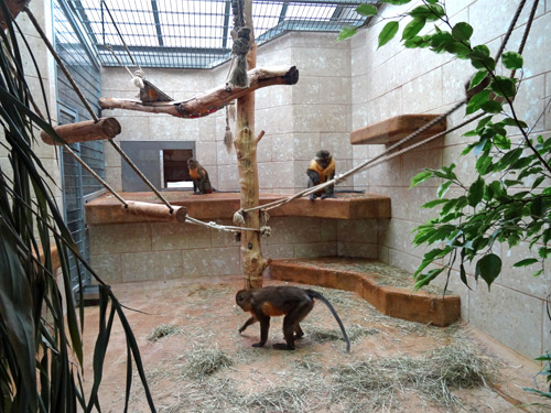 Drei Goldbauchmangaben am 8. Februar 2016 im Affenhaus im Wuppertaler Zoo
