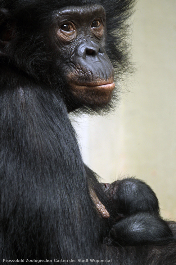 Bonobo-Mutter "Eja" mit Bonobo-Zwillingen im August 2011 im Zoo Wuppertal (Pressebild Zoologischer Garten der Stadt Wuppertal)