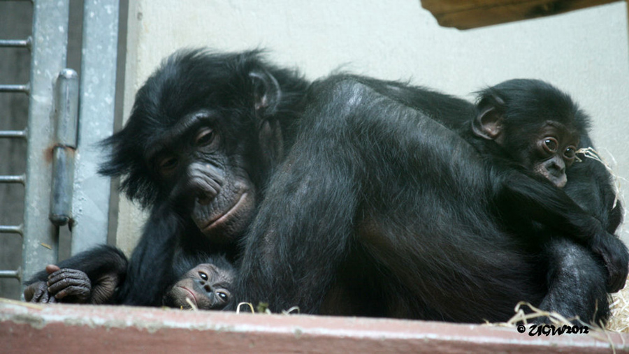 Bonobo-Mutter "Eja" mit ihren Jungtieren am 22. Juli 2012 im Zoo Wuppertal (Foto UGW)