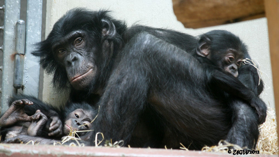 Bonobo-Mutter "Eja" mit ihren zwei Jungtieren am 22. Juli 2012 im Zoologischen Garten Wuppertal (Foto UGW)