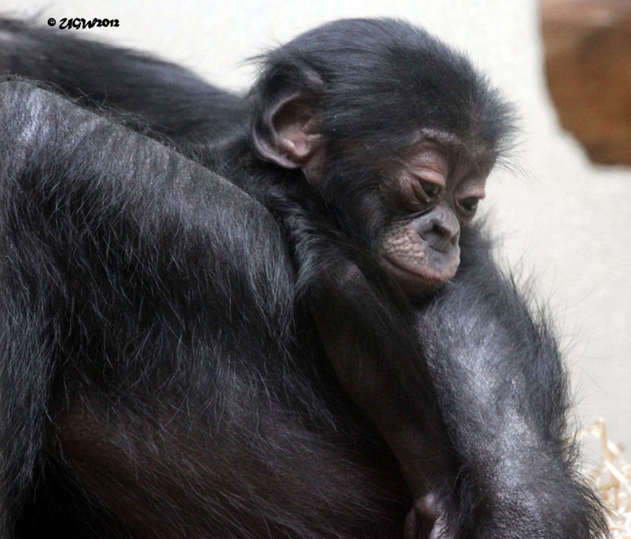 Bonobo-Jungtier auf"Ejas"  Rücken am 22. Juli 2012 im Wuppertaler Zoo (Foto UGW)