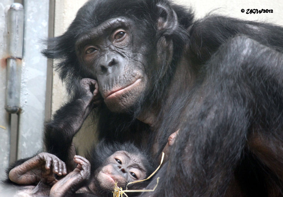 Bonobo-Mutter "Eja" mit liegendem Jungtier am 22. Juli 2012 im Wuppertaler Zoo (Foto UGW)