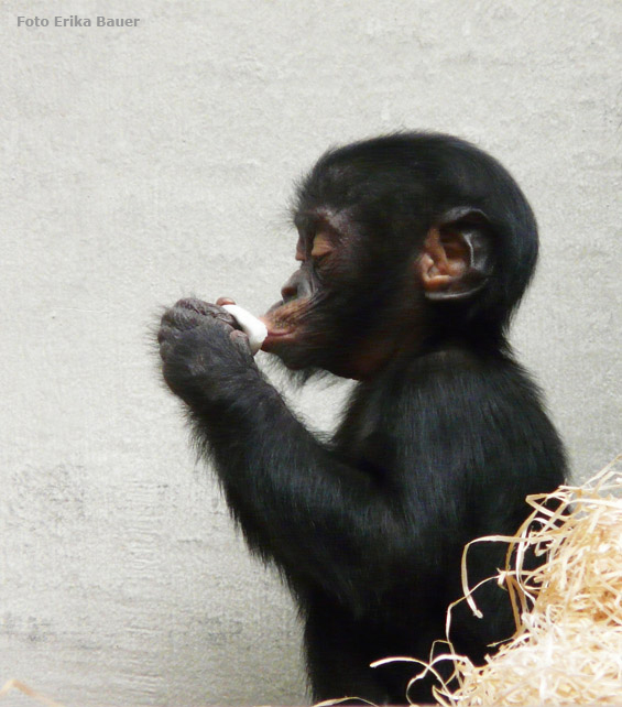 Bonobo Jungtier im Zoo Wuppertal im Oktober 2012 (Foto Erika Bauer)