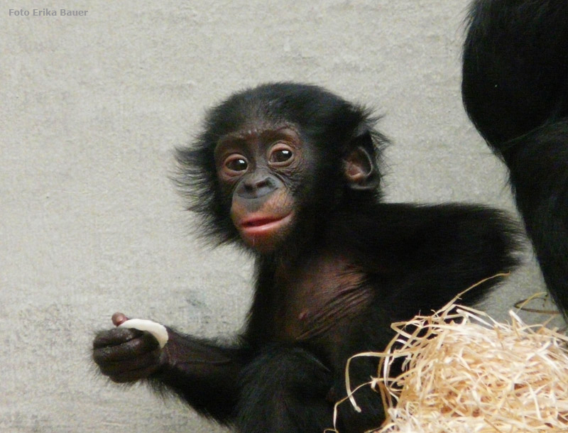 Bonobo Jungtier im Wuppertaler Zoo im Oktober 2012 (Foto Erika Bauer)