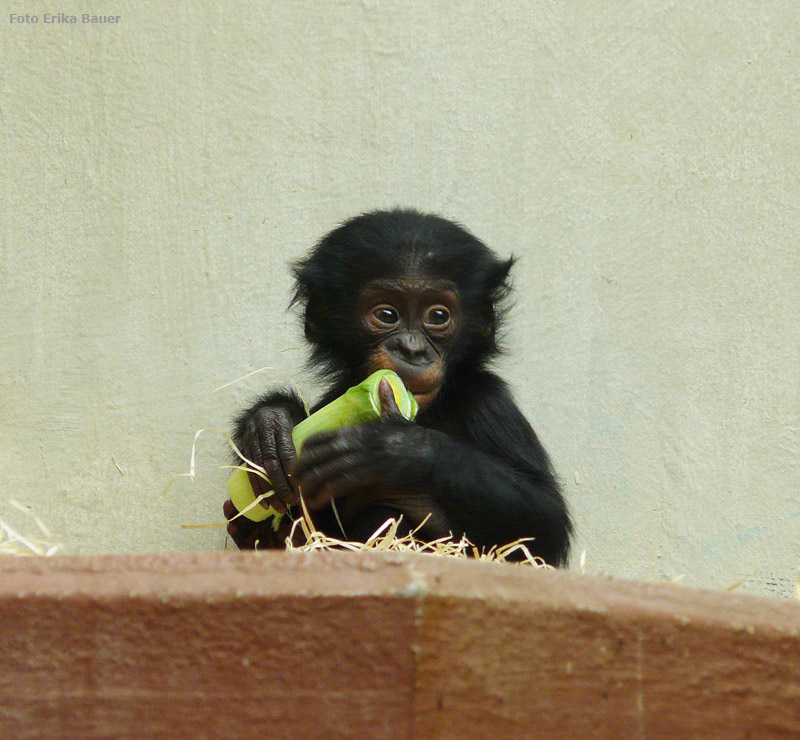 Bonobo Jungtier im Zoologischen Garten Wuppertal im Oktober 2012 (Foto Erika Bauer)
