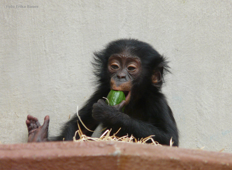 Bonobo Jungtier im Zoo Wuppertal im Oktober 2012 (Foto Erika Bauer)