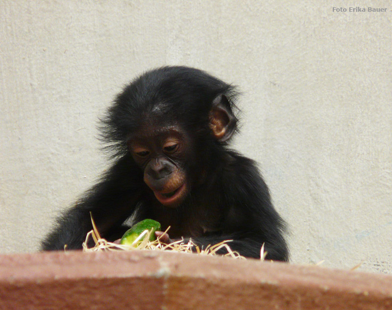 Bonobo Jungtier im Wuppertaler Zoo im Oktober 2012 (Foto Erika Bauer)