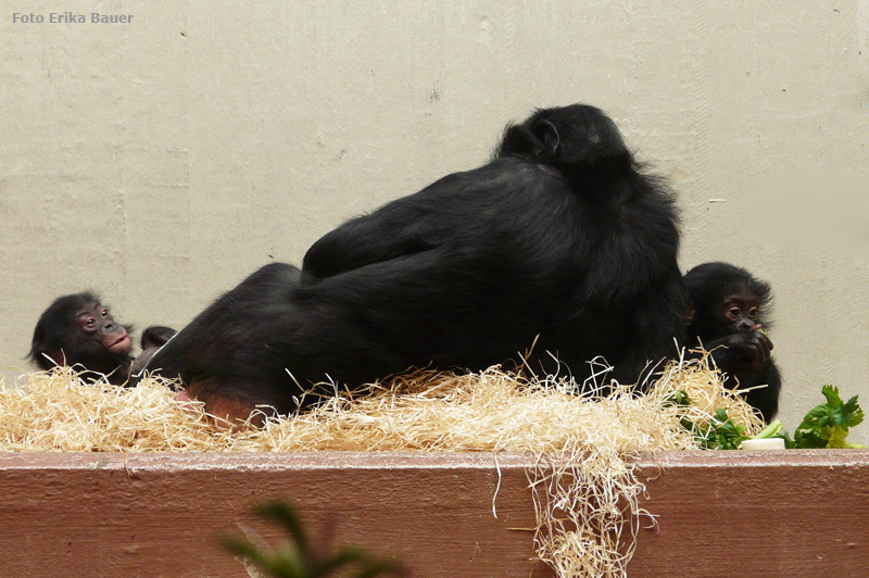 Bonobo Mutter mit Jungtieren im Wuppertaler Zoo im Oktober 2012 (Foto Erika Bauer)