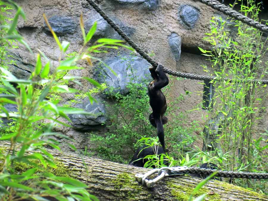 Bonobo im Zoologischen Garten Wuppertal im Juni 2014