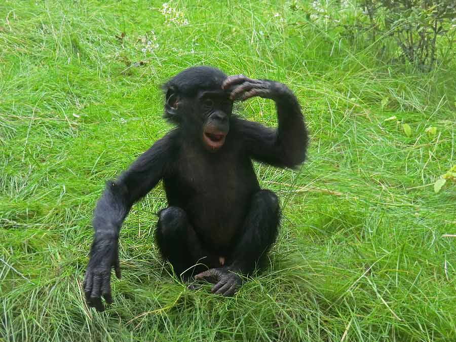 Bonobo im Wuppertaler Zoo im Juni 2014