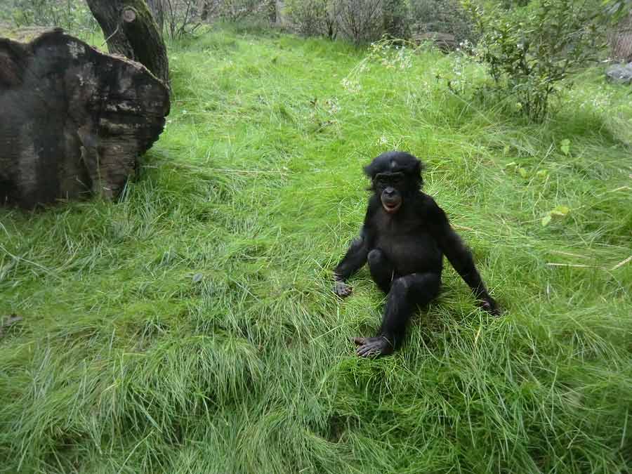 Bonobo im Zoo Wuppertal im Juni 2014