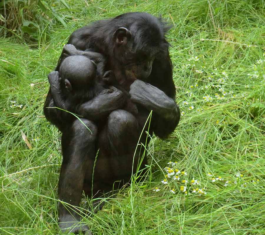 Bonobo im Zoologischen Garten Wuppertal im Juni 2014