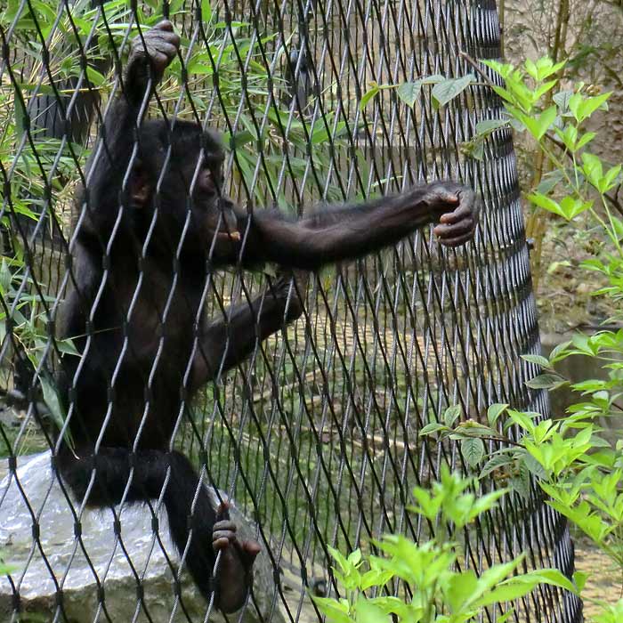Bonobo im Wuppertaler Zoo im Juli 2014