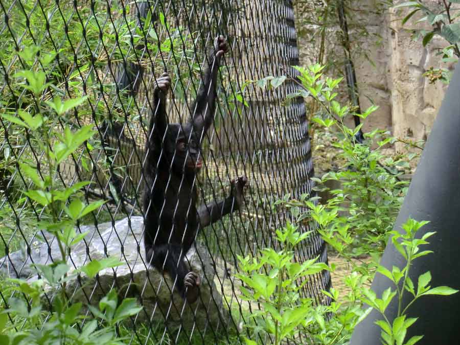 Bonobo im Wuppertaler Zoo im Juli 2014