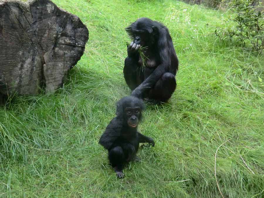 Bonobo im Zoo Wuppertal im Juli 2014
