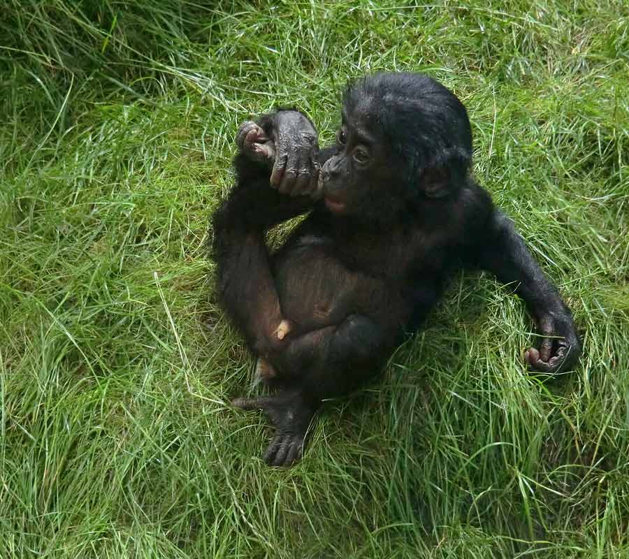 Bonobo im Zoologischen Garten Wuppertal im Juli 2014