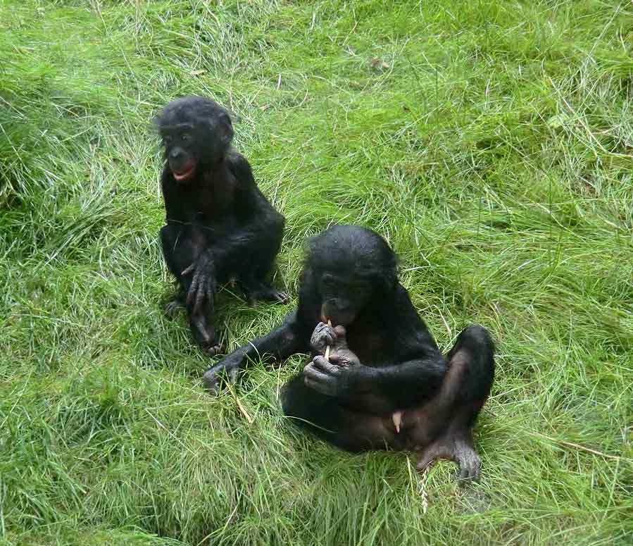 Bonobo im Zoologischen Garten Wuppertal im Juli 2014