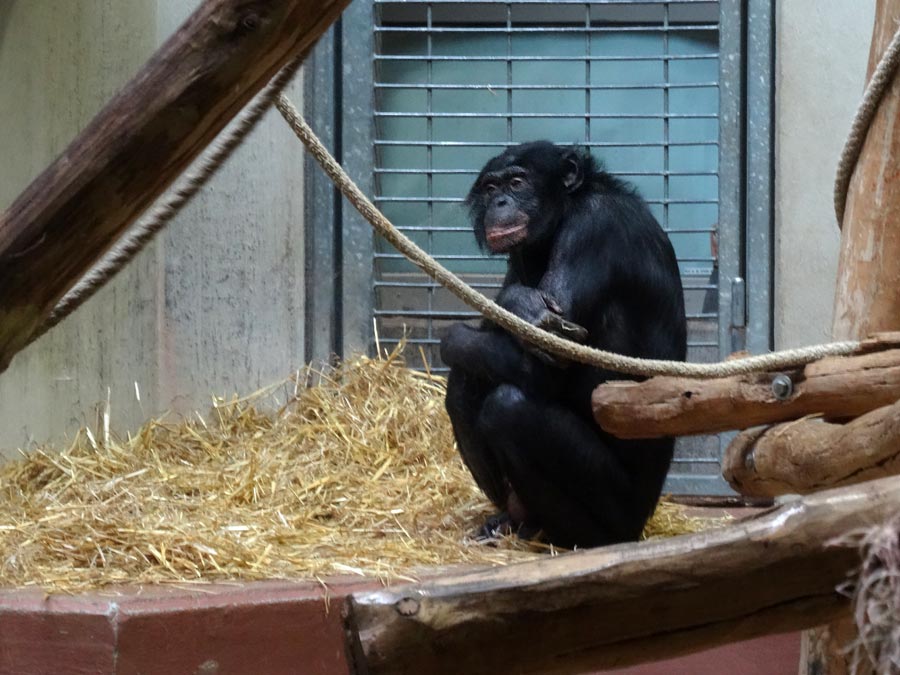 Bonobo im Zoologischen Garten Wuppertal im Februar 2015
