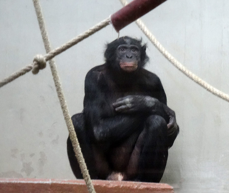 Bonobo im Zoo Wuppertal im Februar 2015