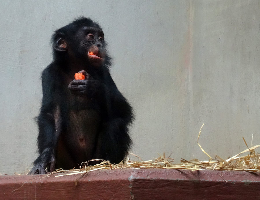 Bonobo im Wuppertaler Zoo im April 2015