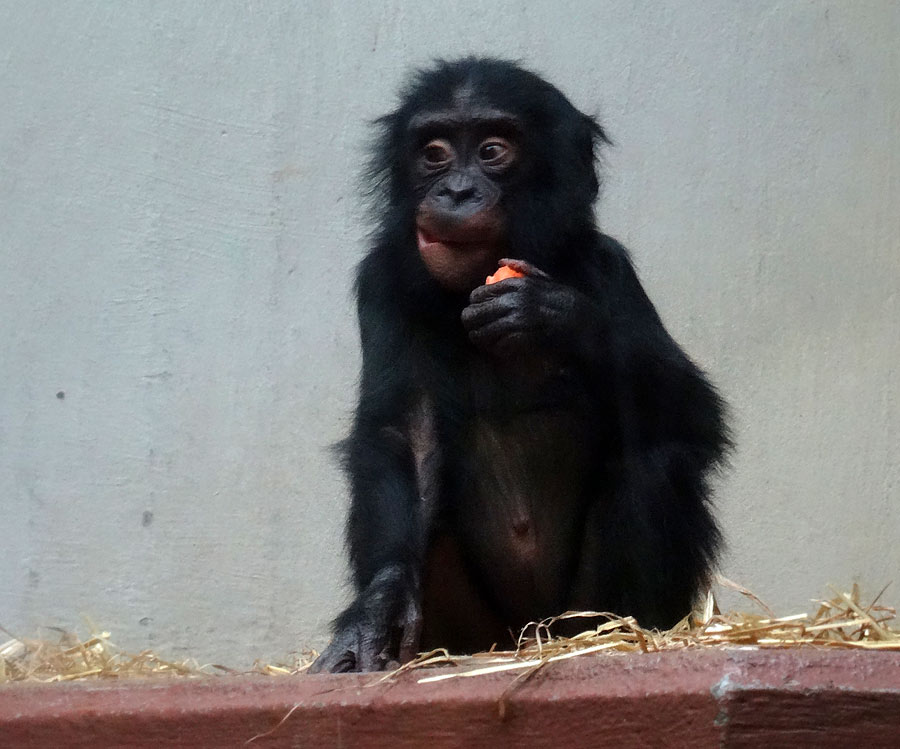 Bonobo im Zoo Wuppertal im April 2015