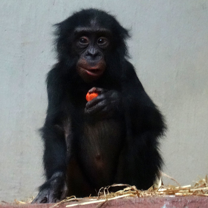Bonobo im Wuppertaler Zoo im April 2015