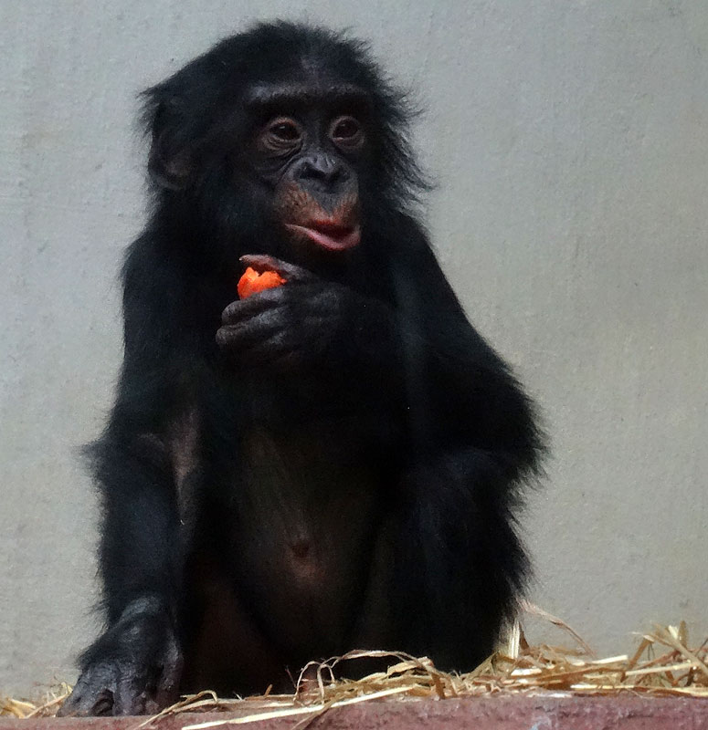 Bonobo im Zoologischen Garten Wuppertal im April 2015