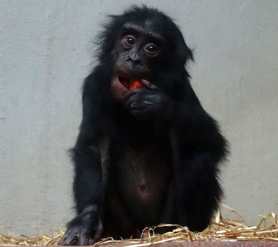 Bonobo im Grünen Zoo Wuppertal im April 2015