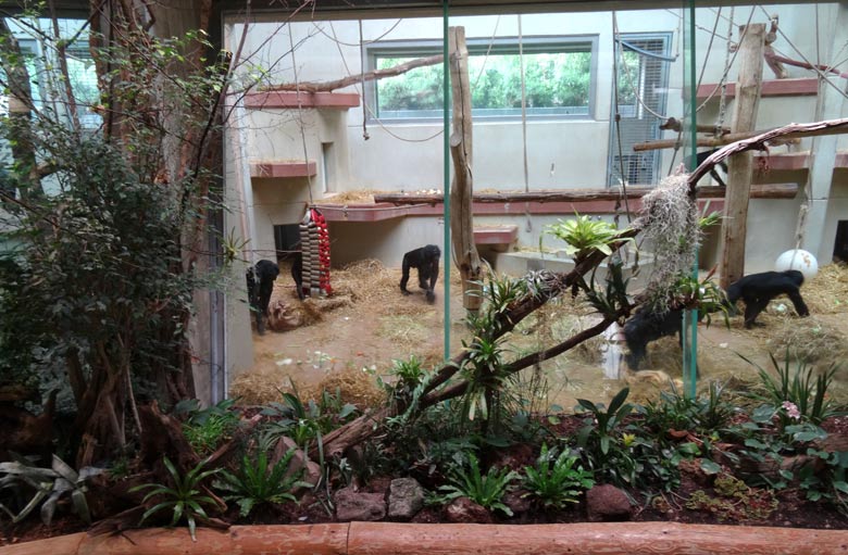 Bonobo im Zoologischen Garten der Stadt Wuppertal im Mai 2016
