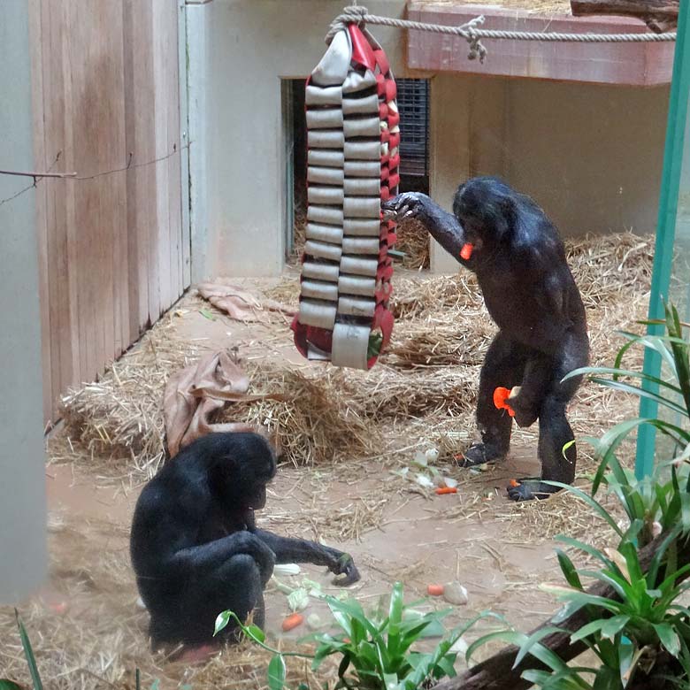 Bonobo im Wuppertaler Zoo im Mai 2016