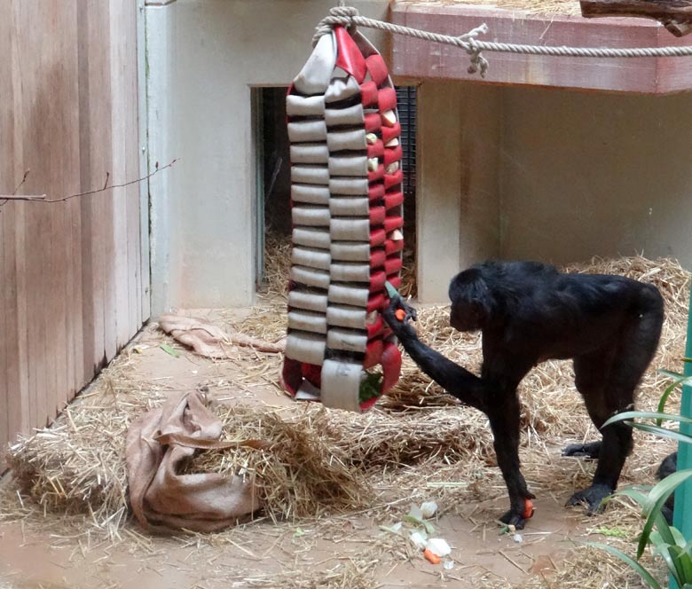 Bonobo im Zoo Wuppertal im Mai 2016