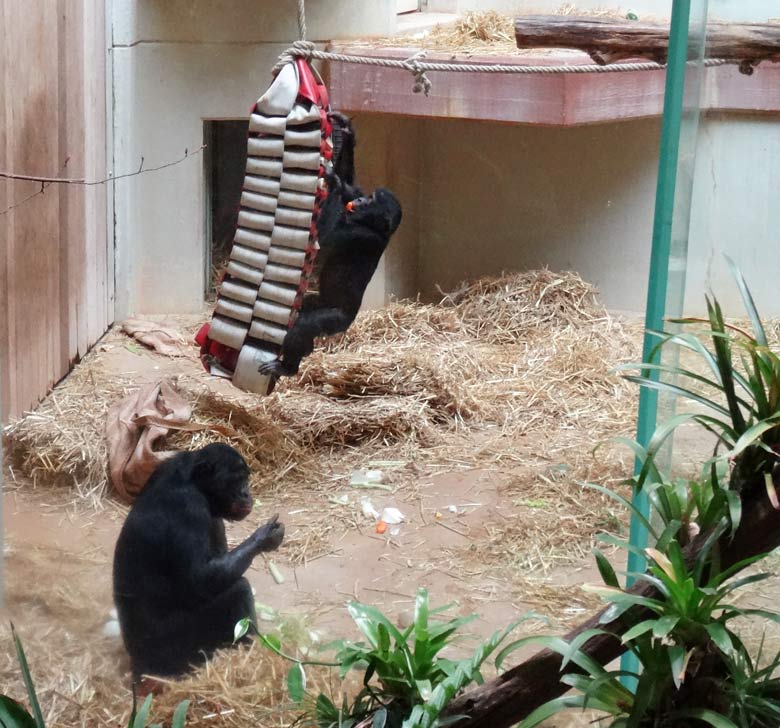 Bonobo im Wuppertaler Zoo im Mai 2016