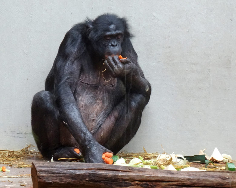 Bonobo im Zoo Wuppertal im Mai 2016