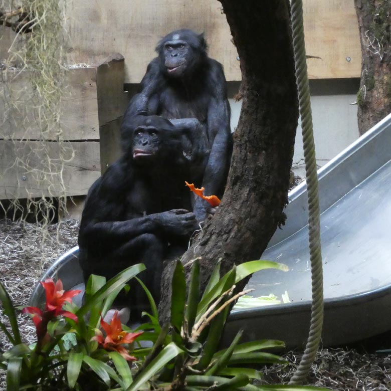 Bonobos am 2. Juni 2017 im Menschenaffenhaus im Wuppertaler Zoo