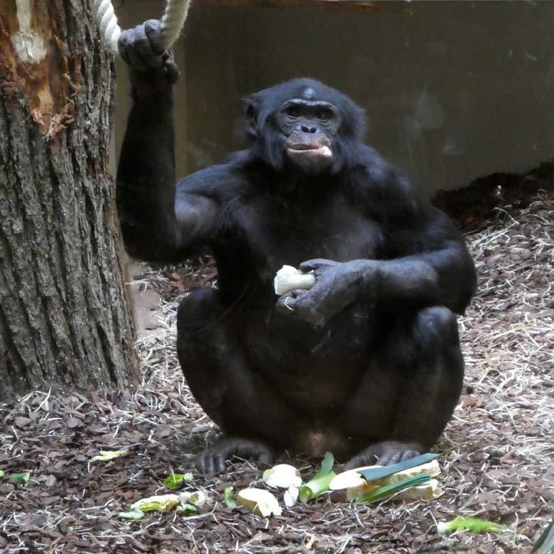 Bonobo am 2. Juni 2017 im Menschenaffenhaus im Grünen Zoo Wuppertal